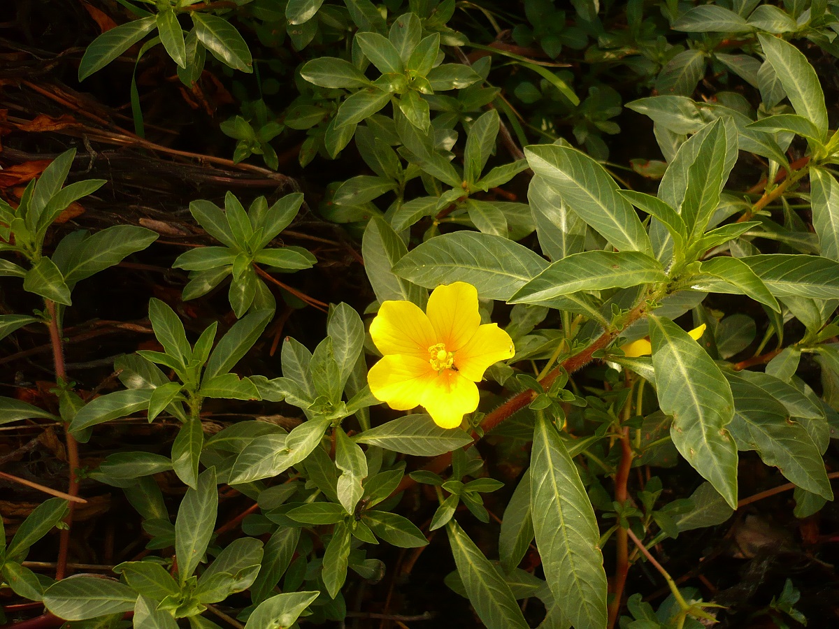 Ludwigia grandiflora subsp. hexapetala (Onagraceae)